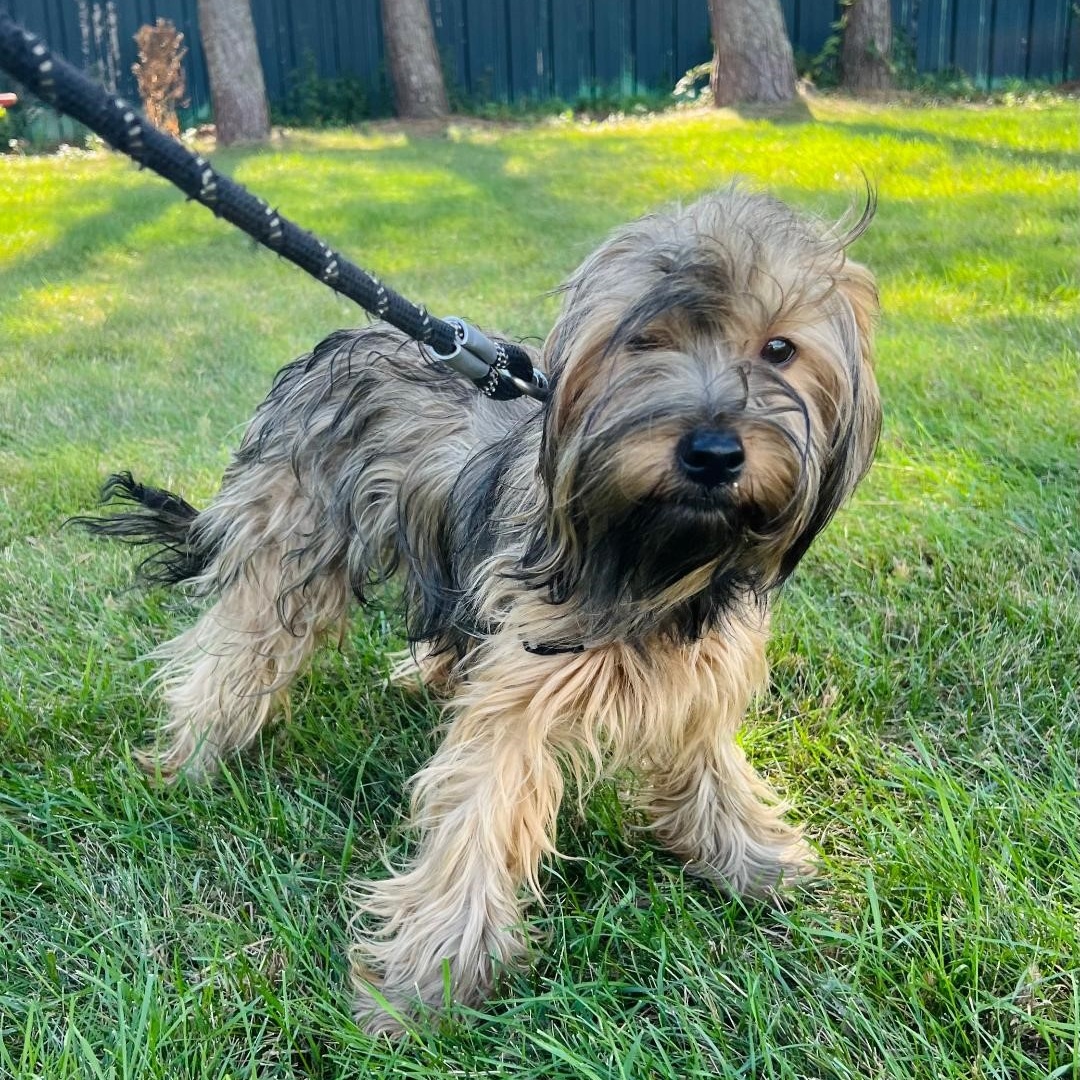 Dog for adoption Brisbane, a Mixed Breed in Hartland, WI Petfinder