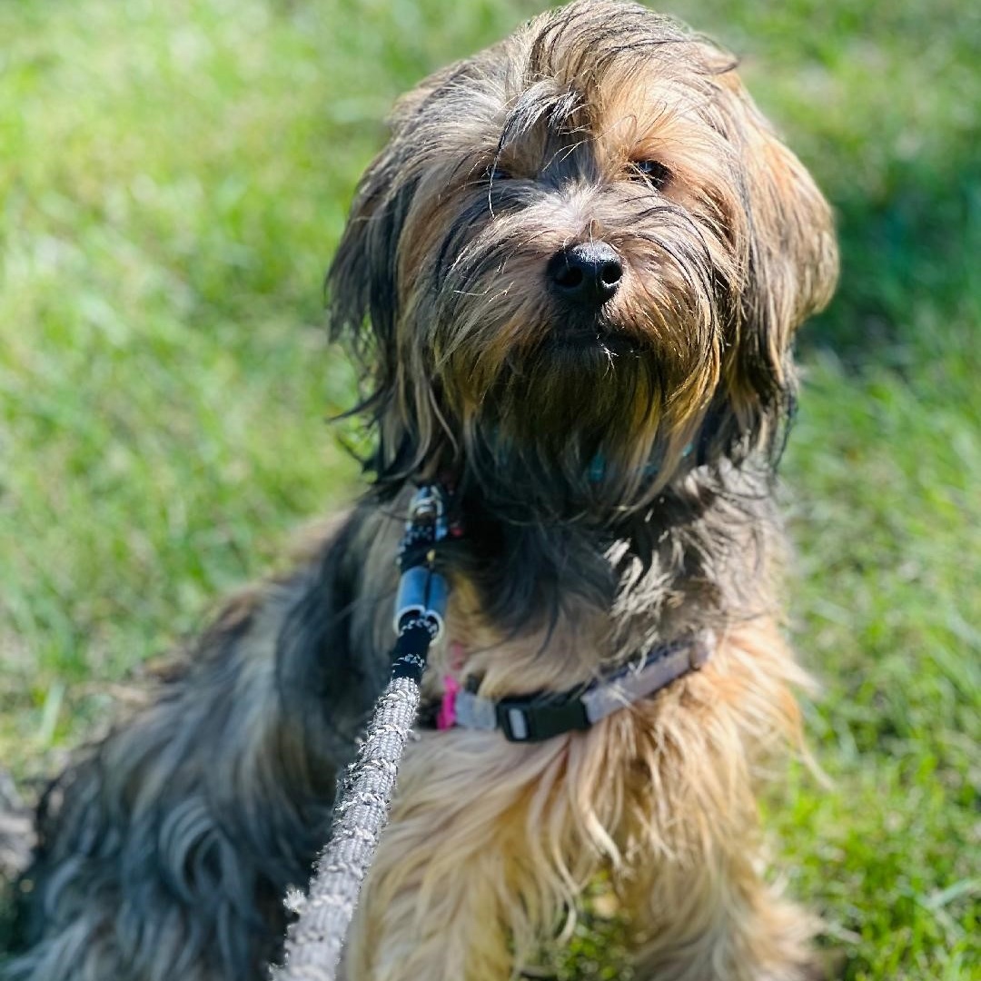 Dog for adoption Brisbane, a Mixed Breed in Hartland, WI Petfinder