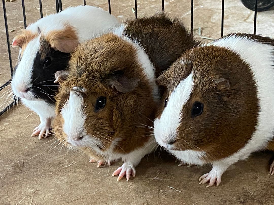 Winter, Henrietta and Honey, Adopted, Adult Female Guinea Pig.