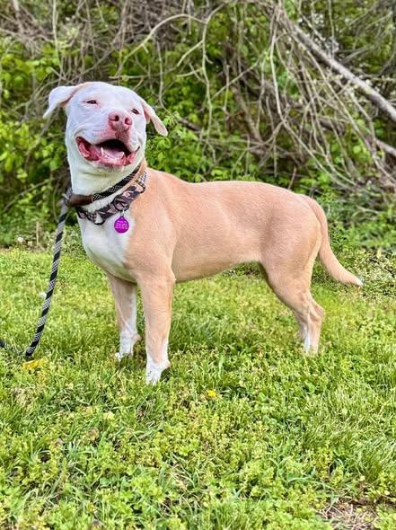 Enlarge ASHES, an adopted Pit Bull Terrier in Waverly, TN image 4/5