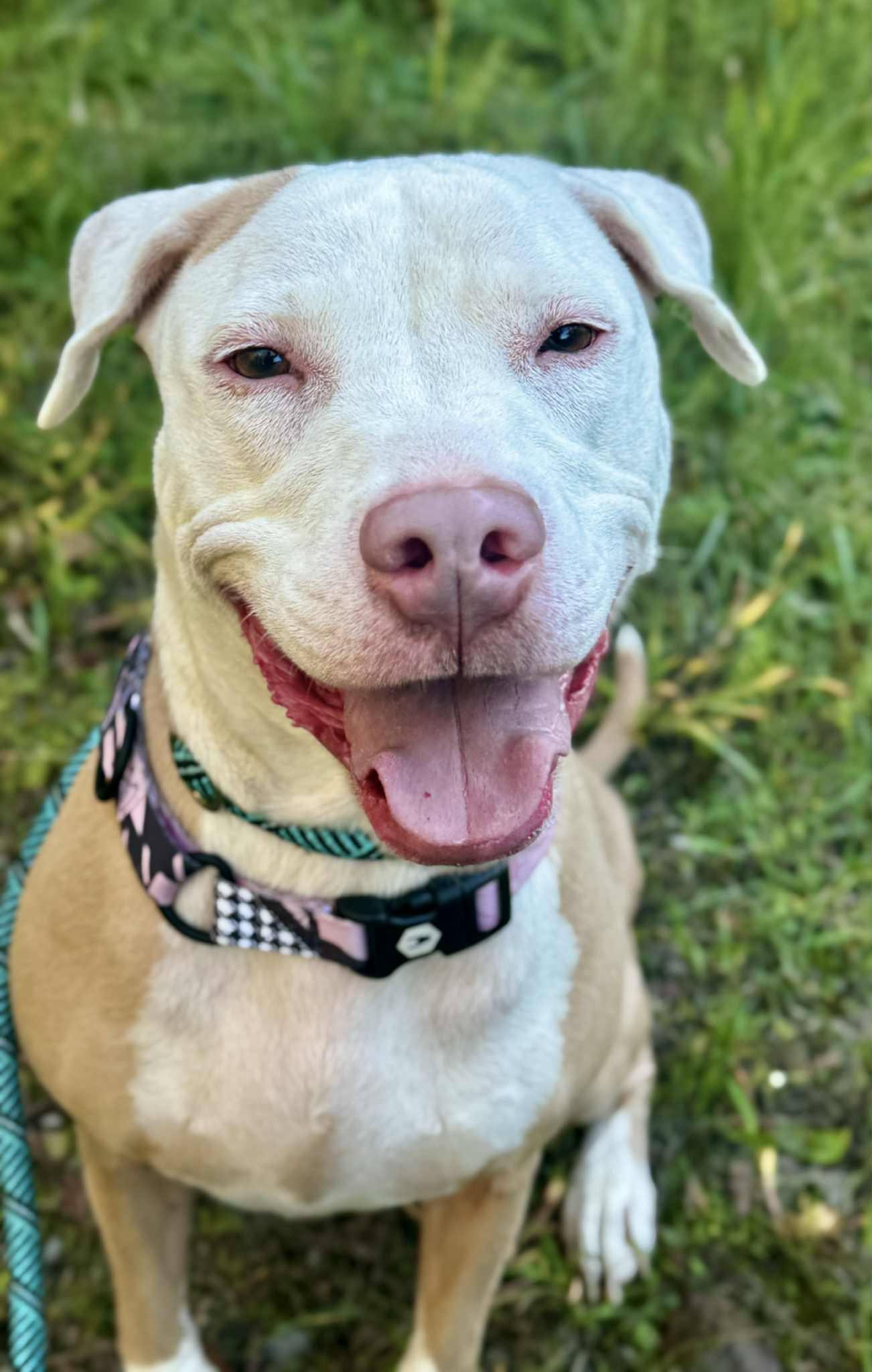 Enlarge ASHES, an adopted Pit Bull Terrier in Waverly, TN image 1/5
