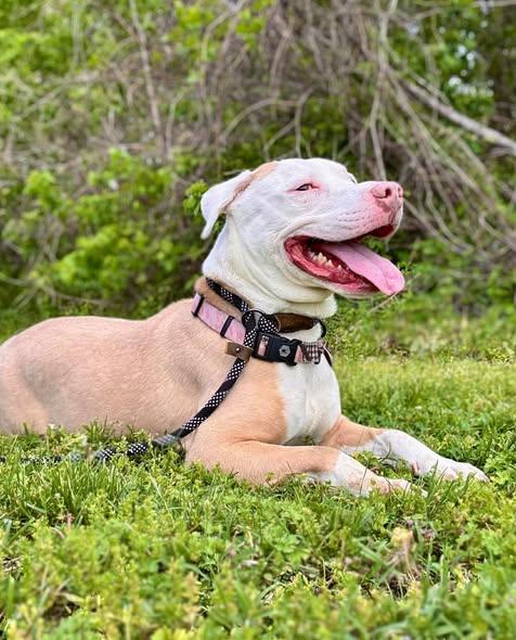 Enlarge ASHES, an adopted Pit Bull Terrier in Waverly, TN image 2/5