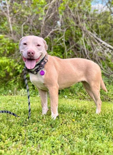 Enlarge ASHES, an adopted Pit Bull Terrier in Waverly, TN image 5/5