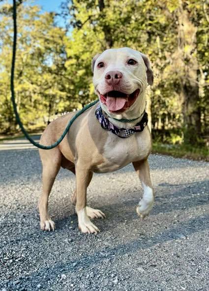 Enlarge ASHES, an adopted Pit Bull Terrier in Waverly, TN image 3/5