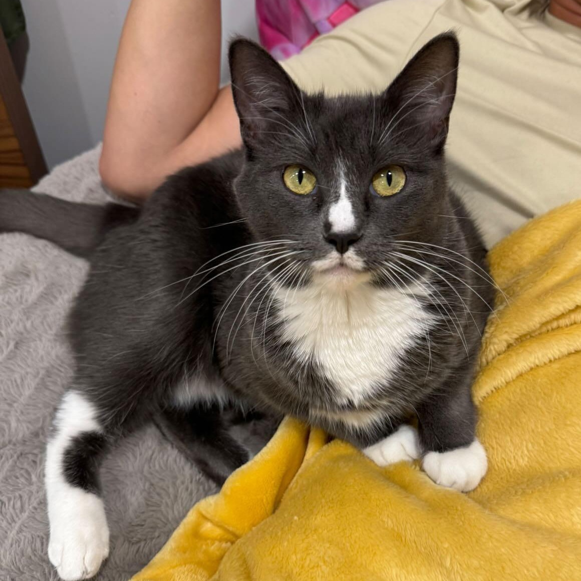 Enlarge Dixie, a Adoptable Domestic Short Hair in Los Angeles, CA image 4/6