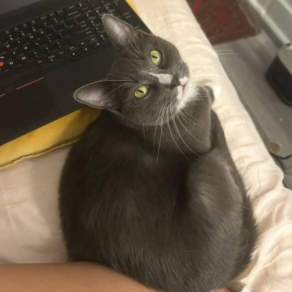 Enlarge Dixie, a Adoptable Domestic Short Hair in Los Angeles, CA image 5/6