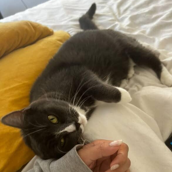 Enlarge Dixie, a Adoptable Domestic Short Hair in Los Angeles, CA image 1/6