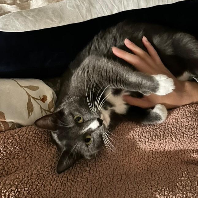 Enlarge Dixie, a Adoptable Domestic Short Hair in Los Angeles, CA image 2/6