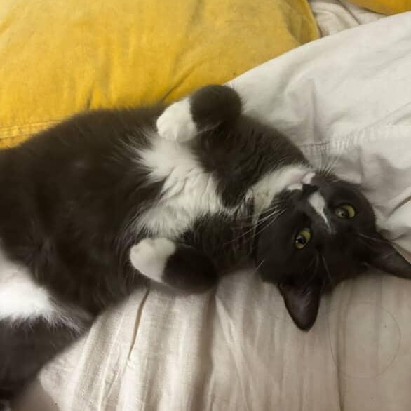 Enlarge Dixie, a Adoptable Domestic Short Hair in Los Angeles, CA image 6/6