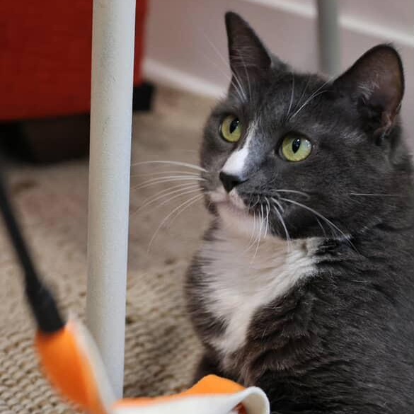 Enlarge Dixie, a Adoptable Domestic Short Hair in Los Angeles, CA image 3/6