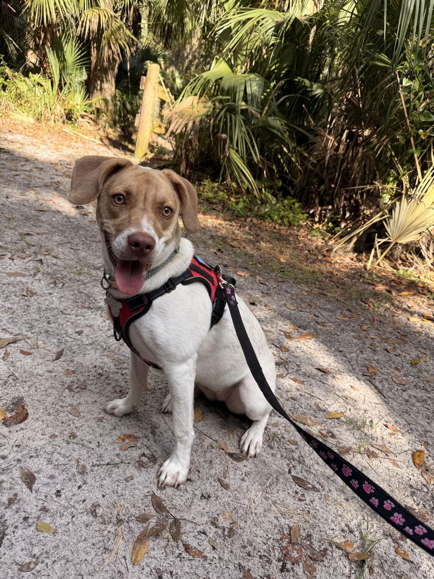 Journey, Adoptable, Puppy Female Hound & Beagle.