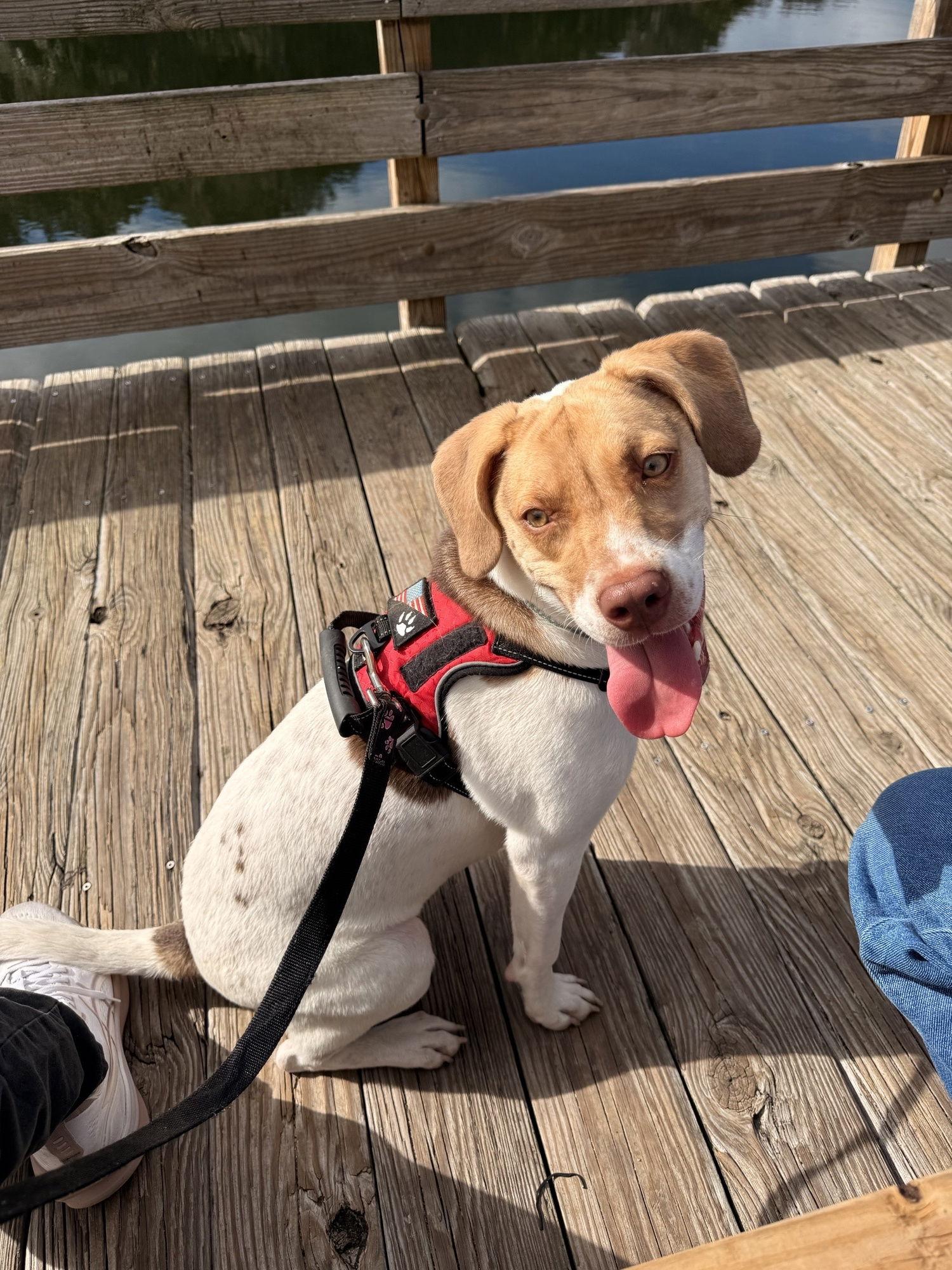 Journey, Adoptable, Puppy Female Hound & Beagle.