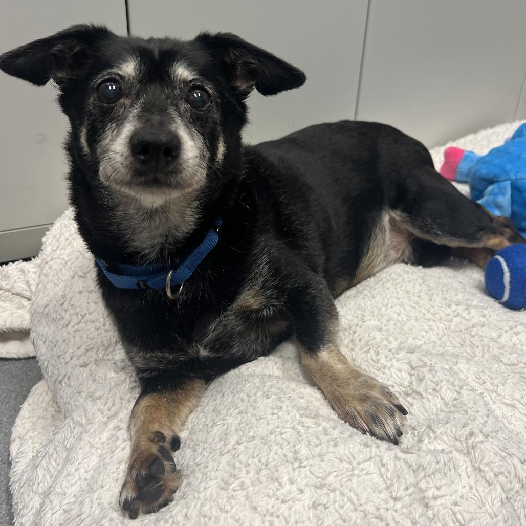 Bottle Pop, Adoptable, Senior Male Mixed Breed.