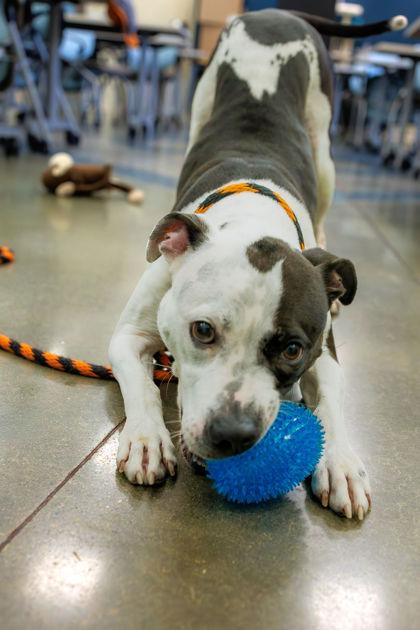Enlarge Dolphin, a Adoptable mixed breed in Fishers, IN image 1/3