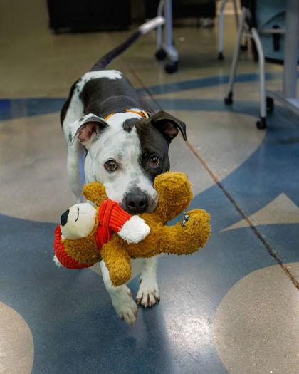 Dolphin — thumbnail 2