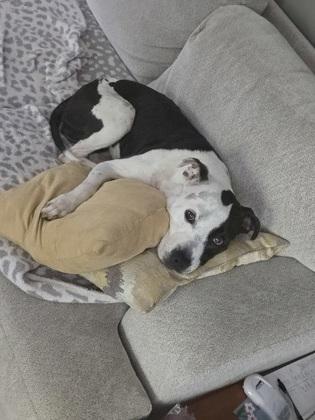 Enlarge Dolphin (in foster), a Adoptable mixed breed in Fishers, IN image 2/3