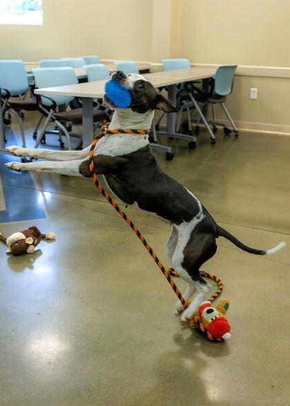 Enlarge Dolphin, a Adoptable mixed breed in Fishers, IN image 3/3