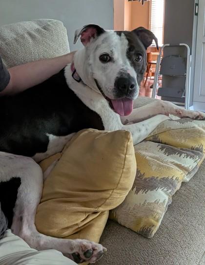 Enlarge Dolphin (in foster), a Adoptable mixed breed in Fishers, IN image 3/3