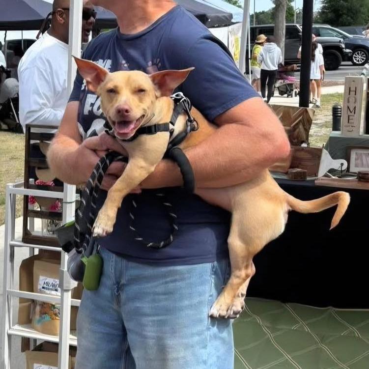 Enlarge Gizmo, a Adoptable Chihuahua in Lutz, FL image 1/6