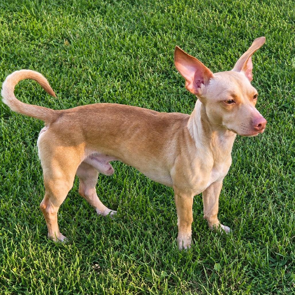Enlarge Gizmo, a Adoptable mixed breed in Lutz, FL image 3/6