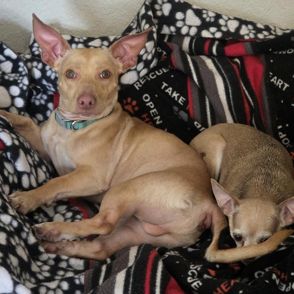 Enlarge Gizmo, a Adoptable mixed breed in Lutz, FL image 2/6