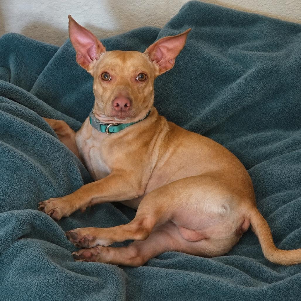 Gizmo, Adoptable, Adult Male Chihuahua & Terrier.