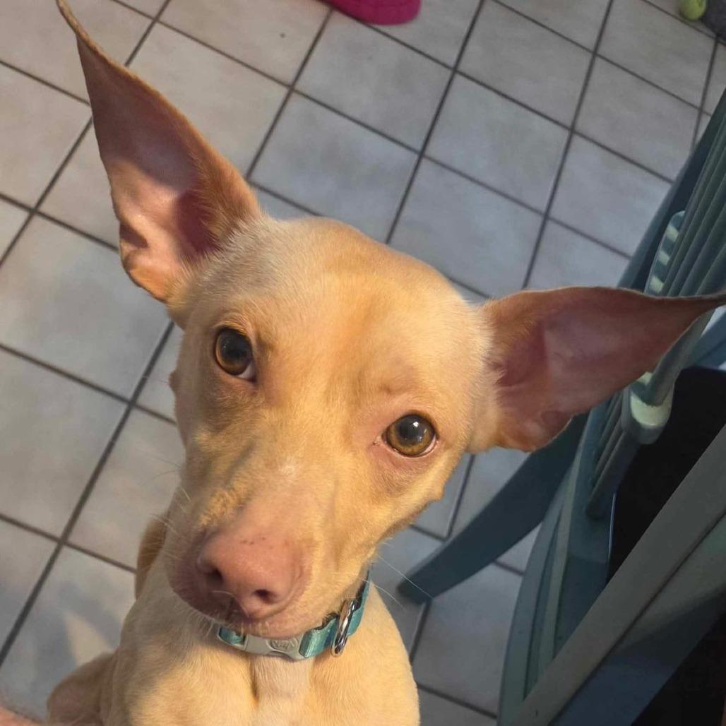 Enlarge Gizmo, a Adoptable Chihuahua in Lutz, FL image 2/6