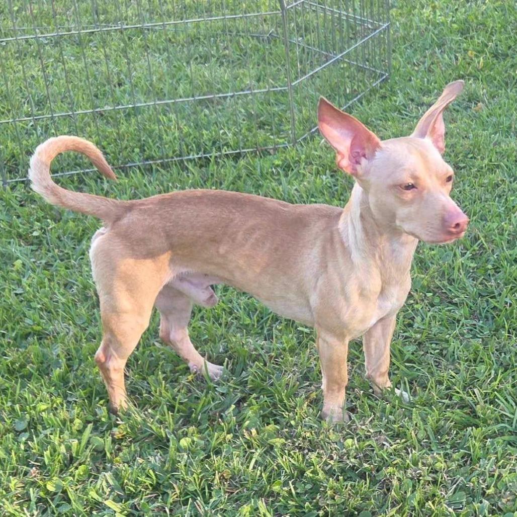 Gizmo — thumbnail 3