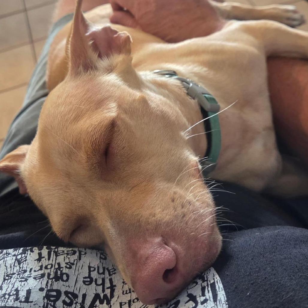 Enlarge Gizmo, a Adoptable Chihuahua in Lutz, FL image 4/6