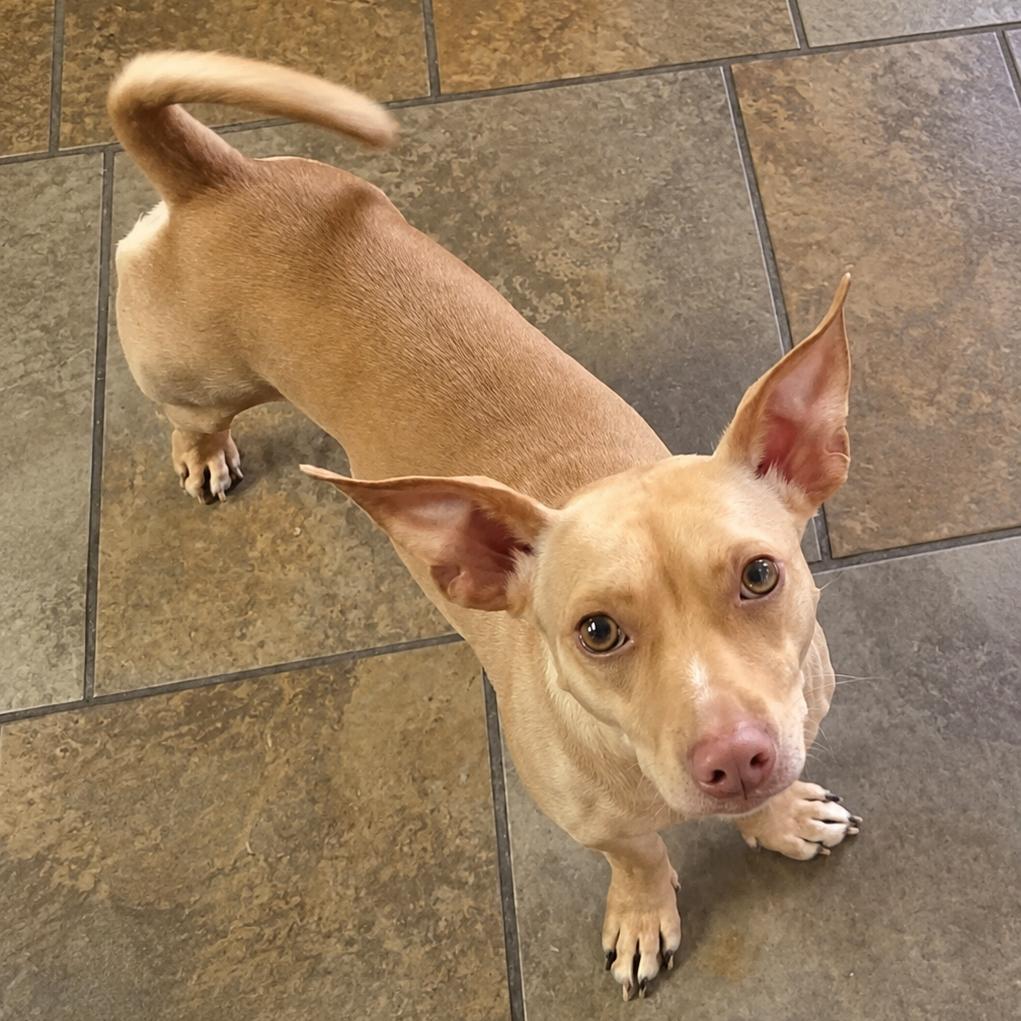 Enlarge Gizmo, a Adoptable mixed breed in Lutz, FL image 2/6