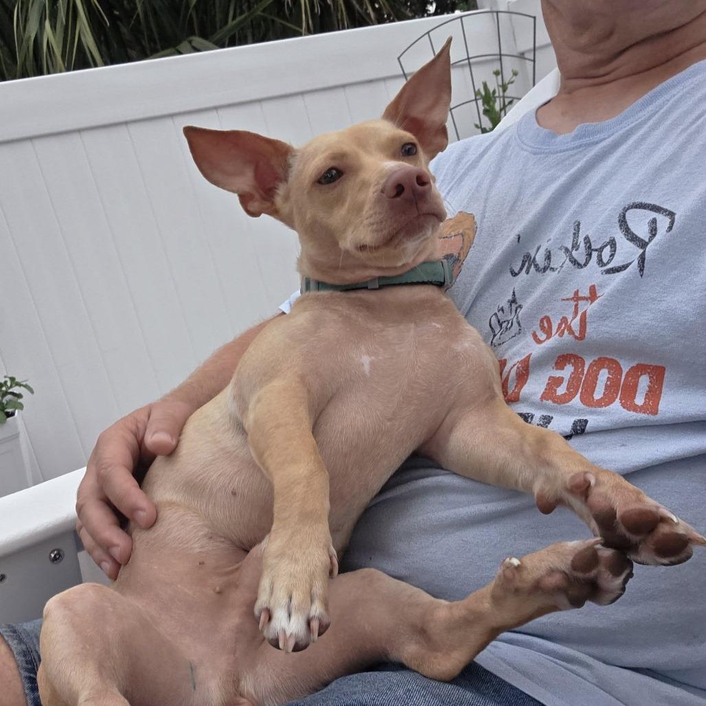 Enlarge Gizmo, a Adoptable mixed breed in Lutz, FL image 5/6