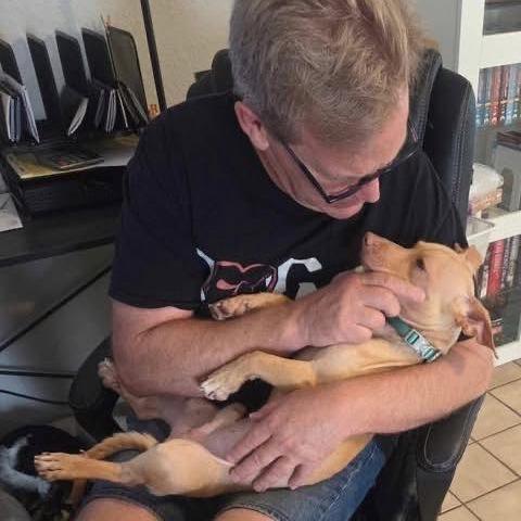 Enlarge Gizmo, a Adoptable Chihuahua in Lutz, FL image 6/6