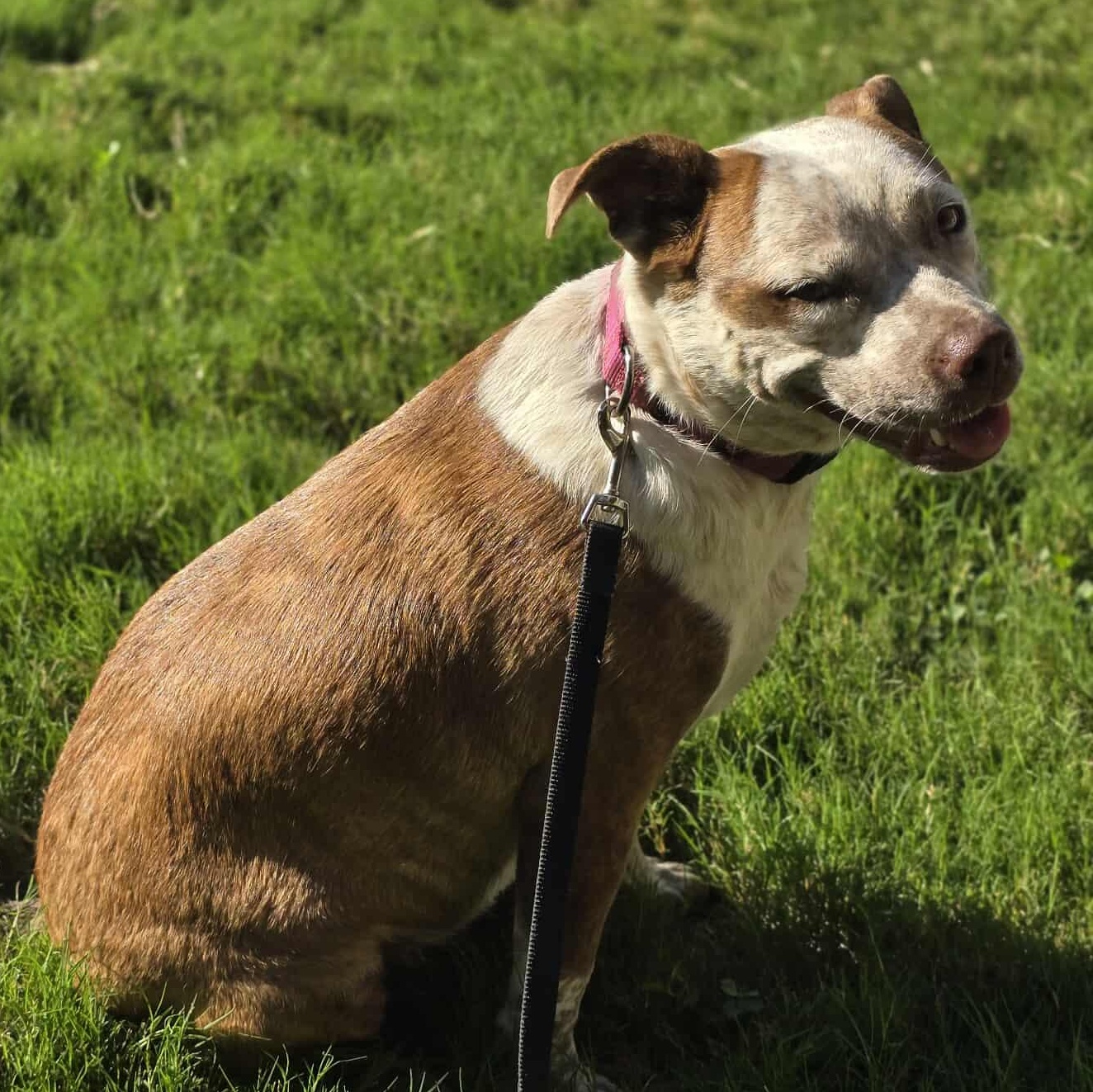 Cinnamon — thumbnail 2