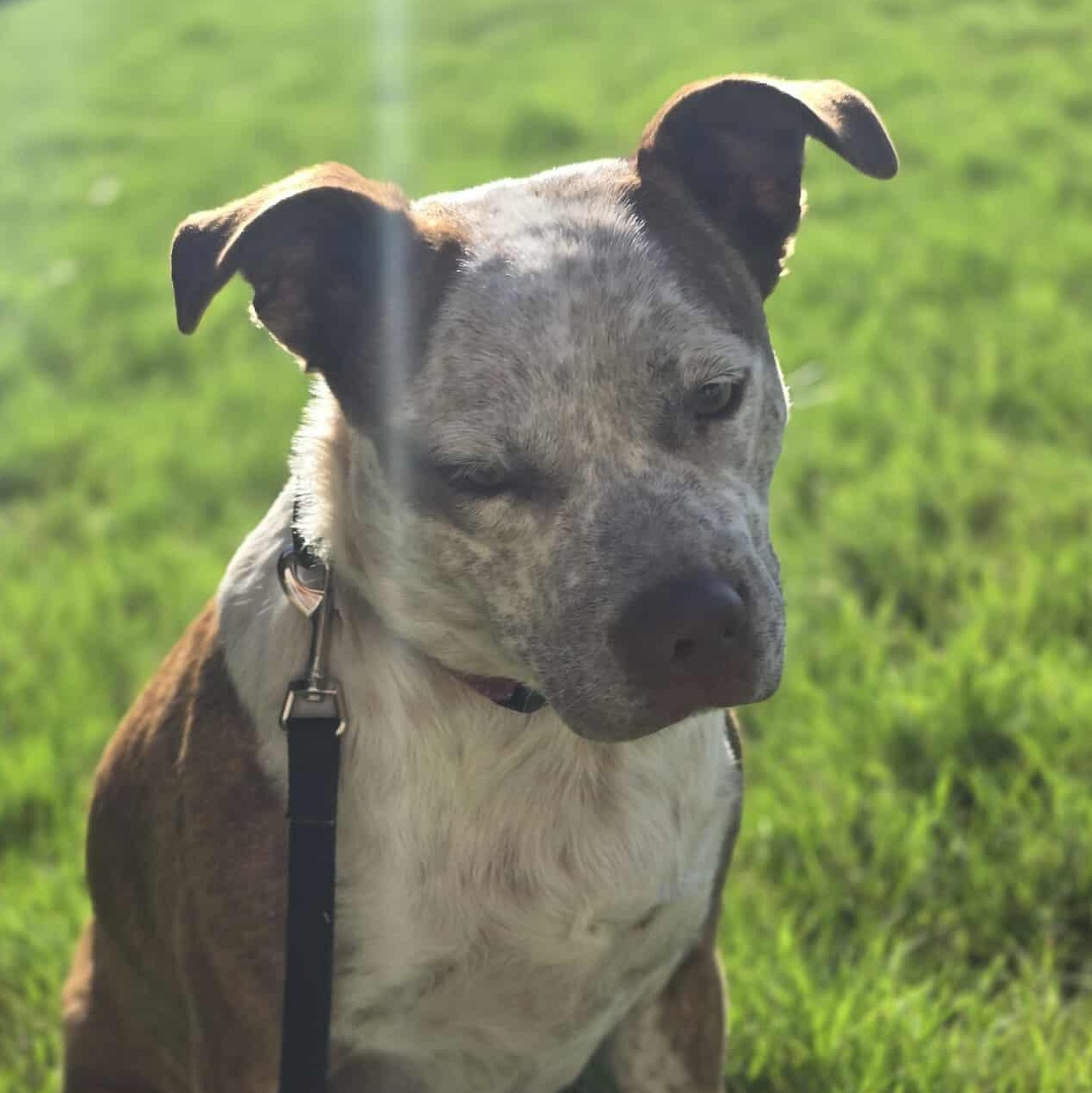 Cinnamon — thumbnail 4