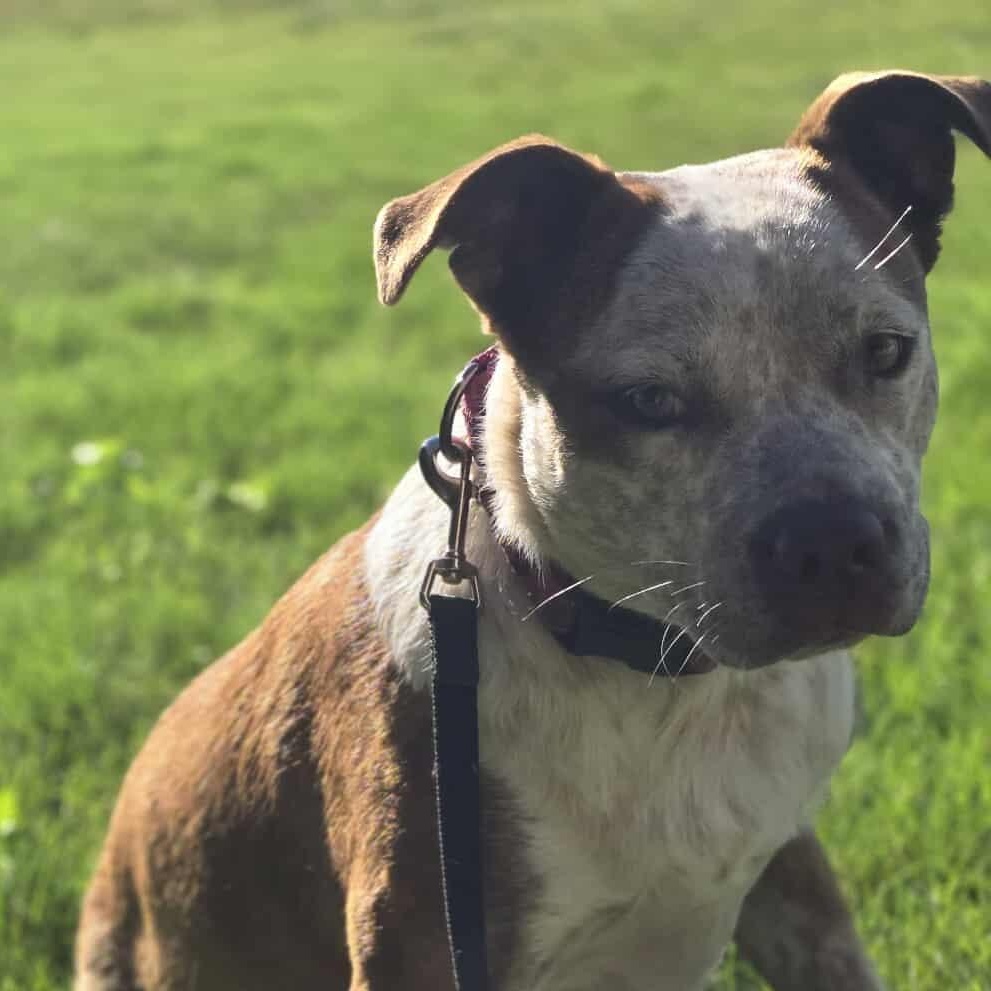 Cinnamon — thumbnail 6