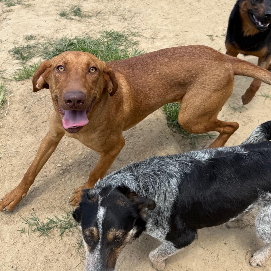 Ruby, Adoptable, Young Female Hound & Mixed Breed.