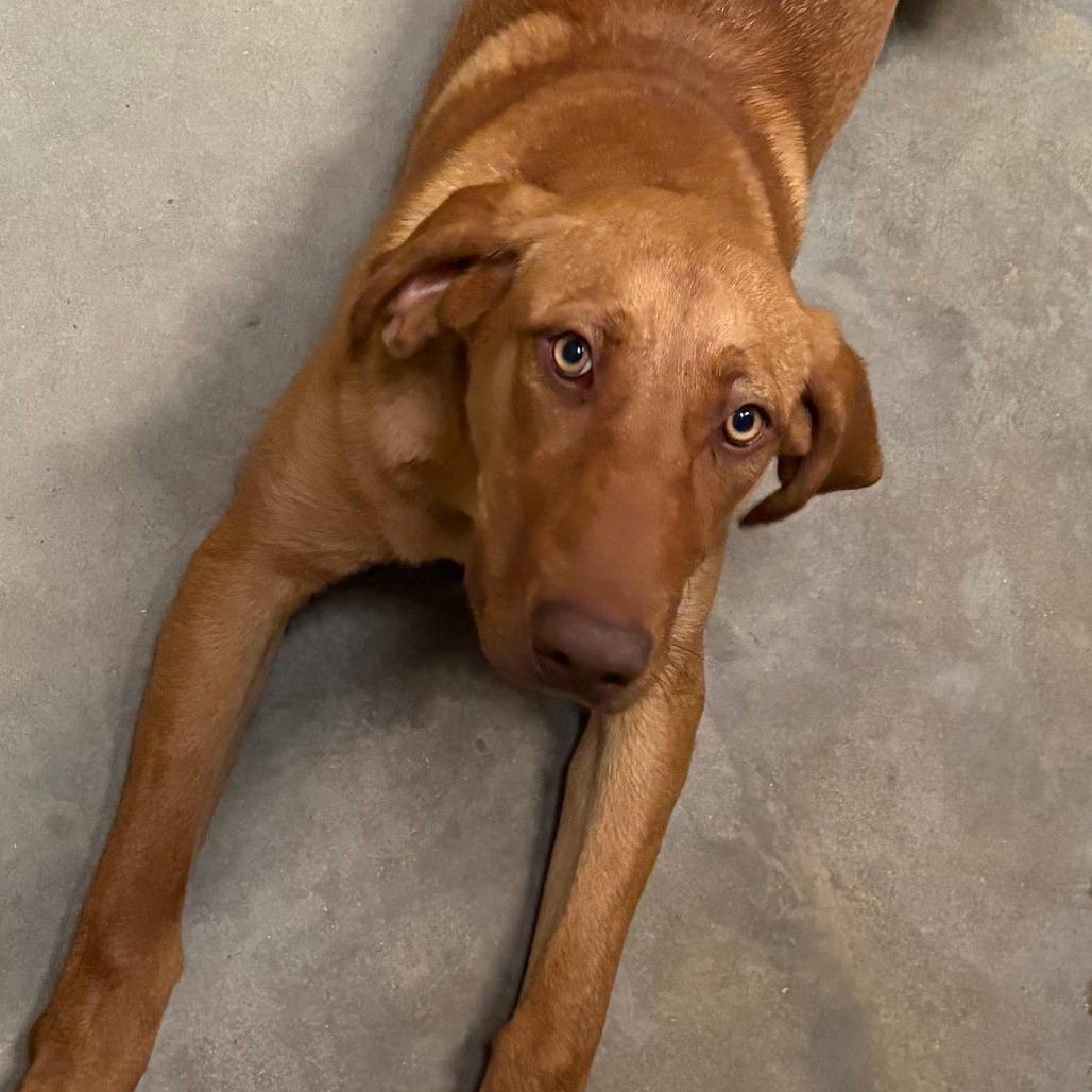 Ruby, a Adoptable mixed breed in West Point, MS image 2/6