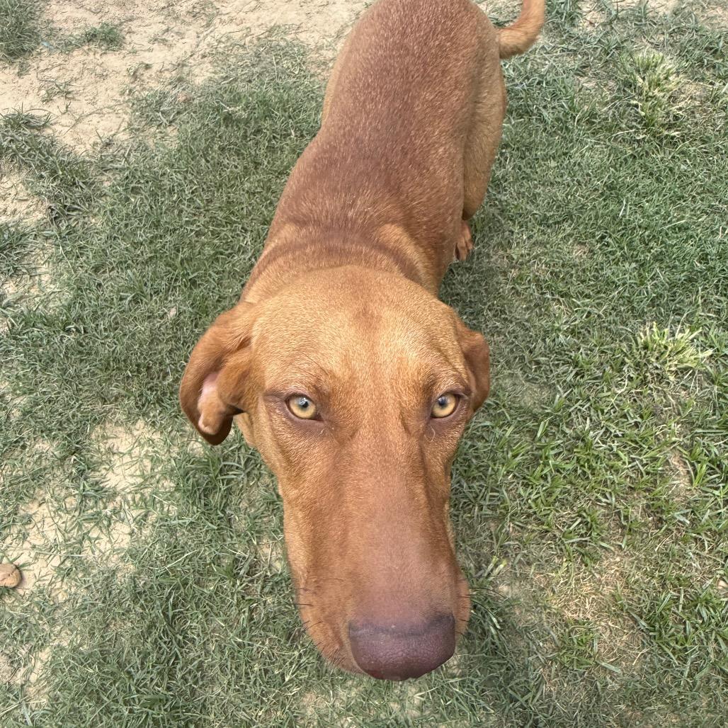 Ruby, a Adoptable mixed breed in West Point, MS image 3/6