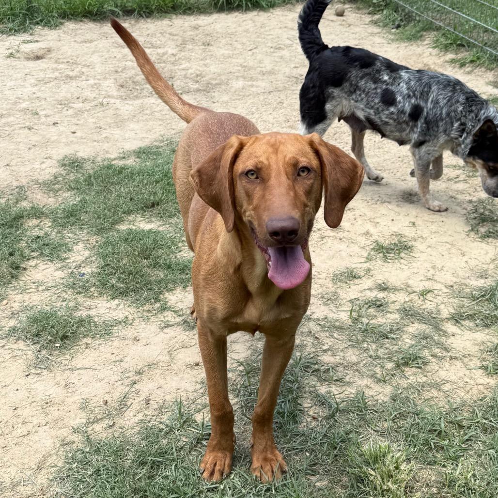 Ruby, a Adoptable mixed breed in West Point, MS image 4/6