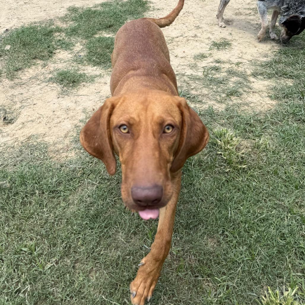 Ruby, a Adoptable mixed breed in West Point, MS image 5/6
