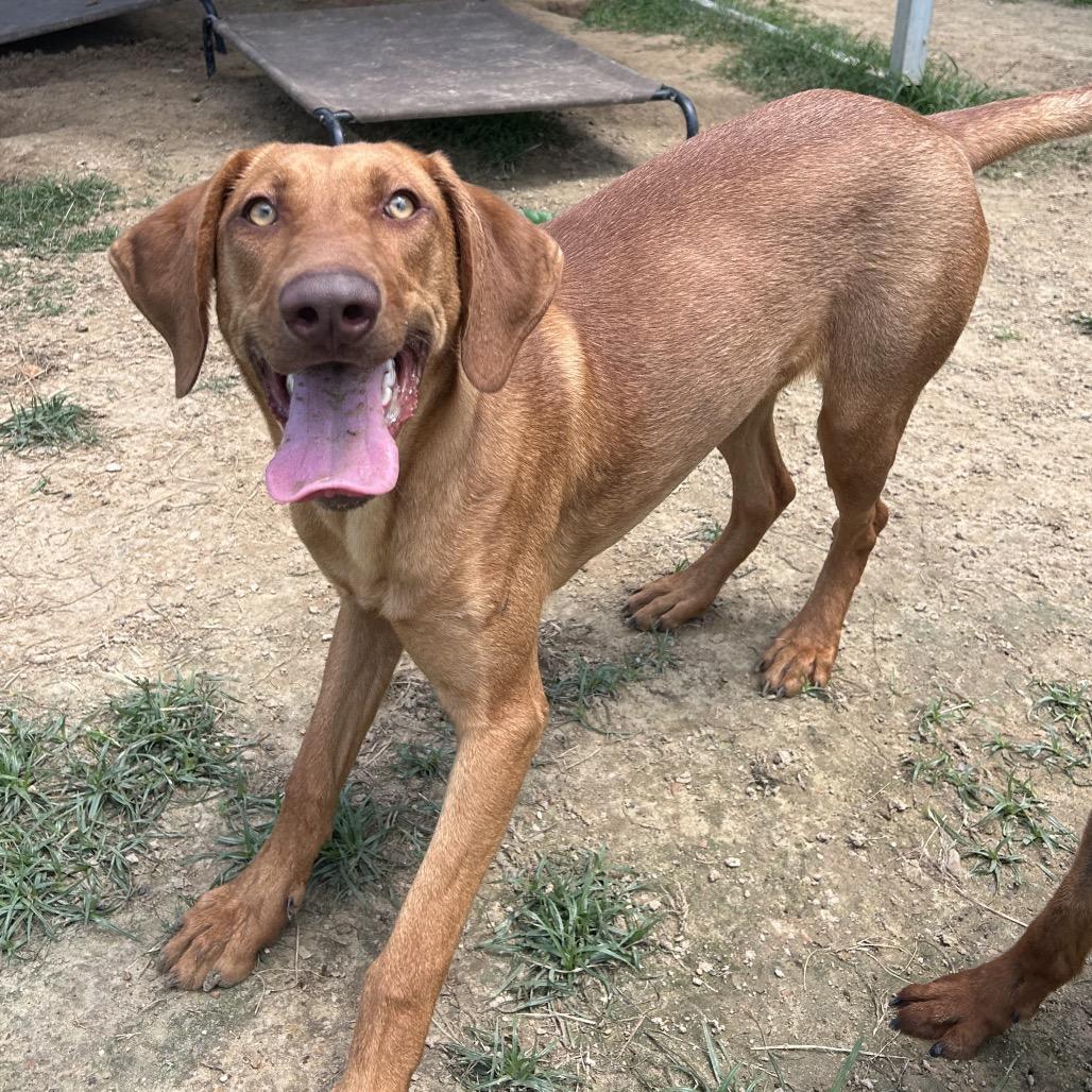 Ruby, a Adoptable mixed breed in West Point, MS image 6/6