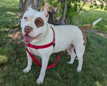 Enlarge Remi, a Adoptable mixed breed in Baraboo, WI image 1/3