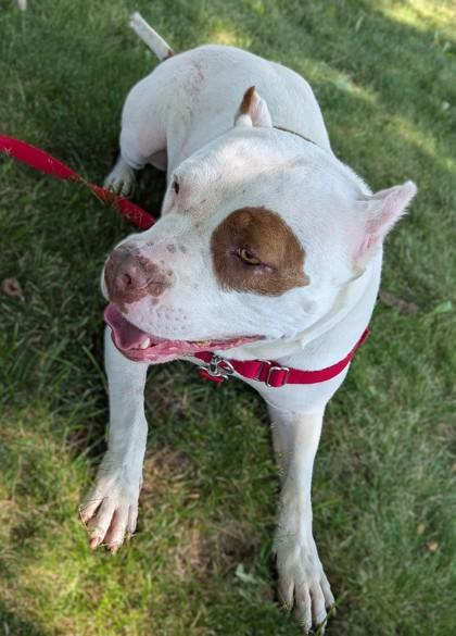 Enlarge Remi, a Adoptable mixed breed in Baraboo, WI image 2/3