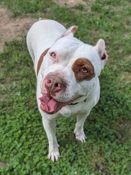 Enlarge Remi, a Adoptable mixed breed in Baraboo, WI image 2/3