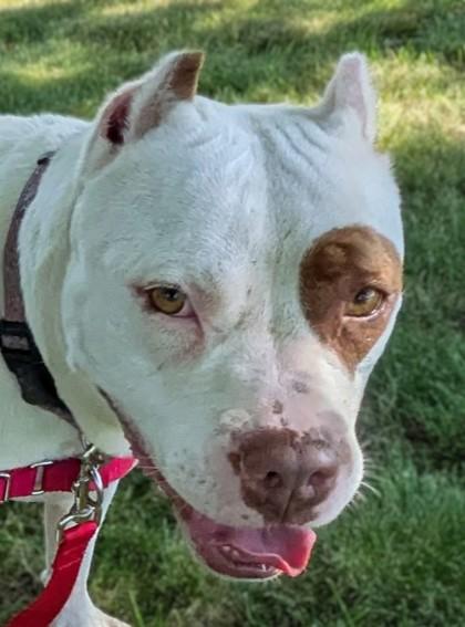 Enlarge Remi, a Adoptable mixed breed in Baraboo, WI image 3/3