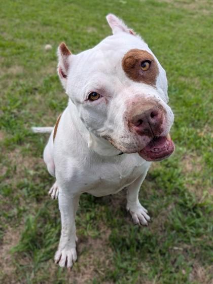 Enlarge Remi, a Adoptable mixed breed in Baraboo, WI image 3/3