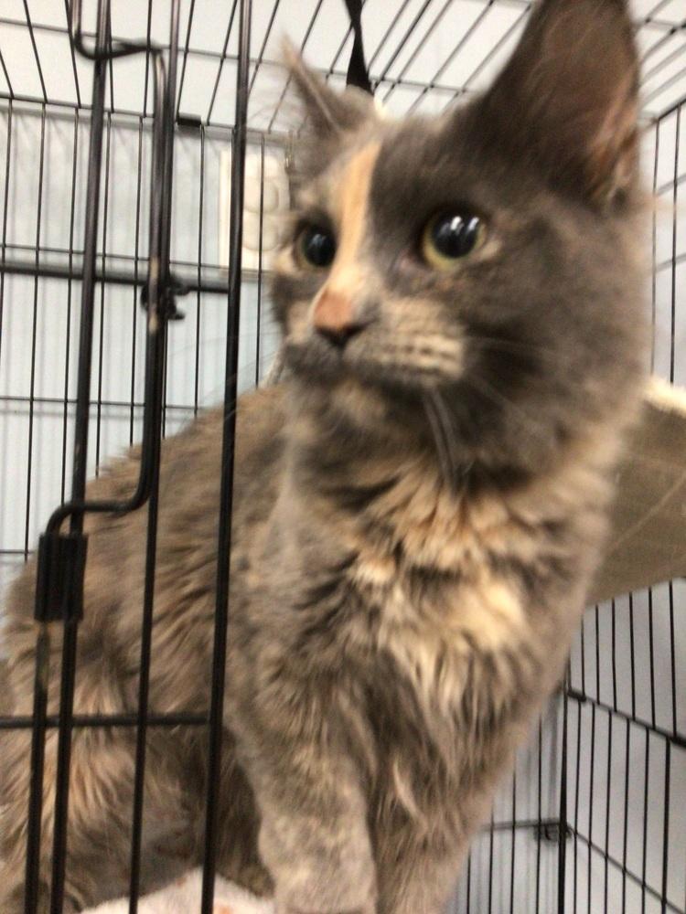 Ash, Adoptable, Young Female Domestic Long Hair.
