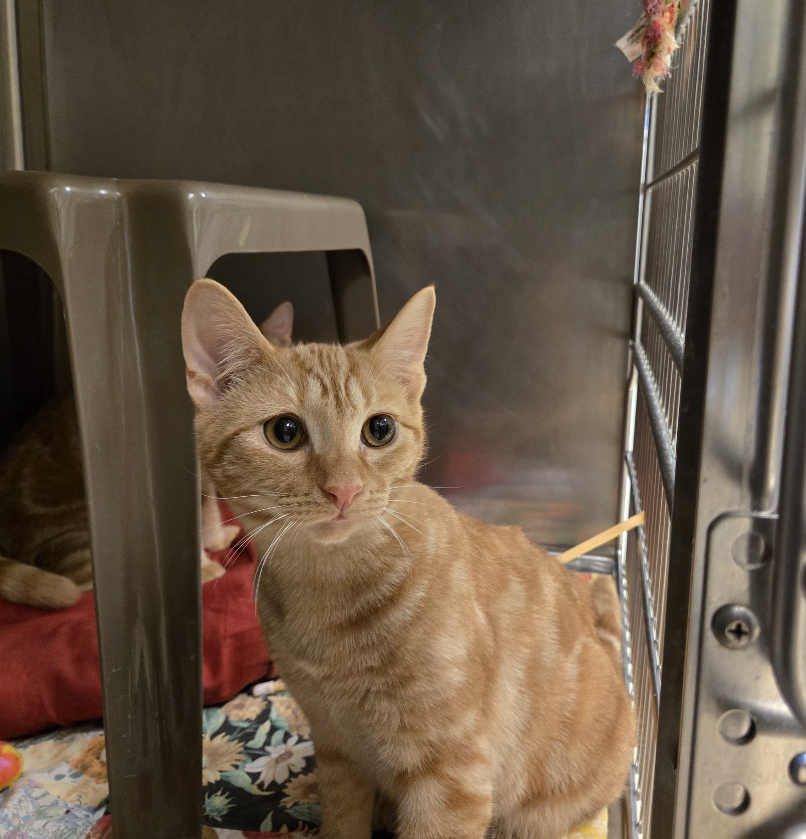 Cat for adoption Ricky, a Domestic Short Hair in Paris, ME Petfinder