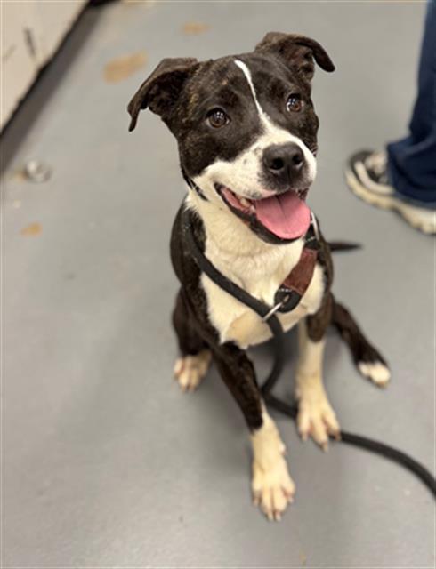 Enlarge RUGRAT, a Adoptable Pit Bull Terrier in Peoria, IL image 1/1