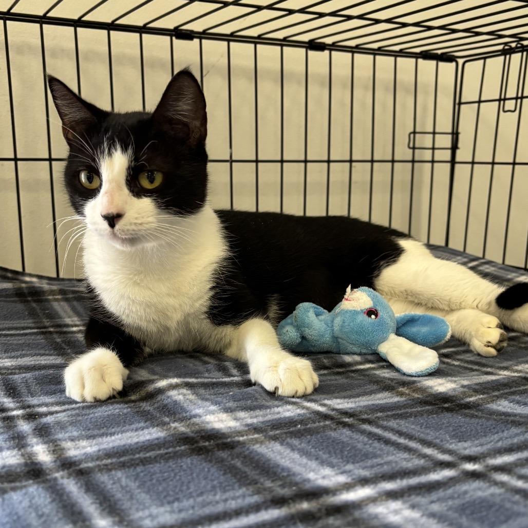 Enlarge Jelly Bean, a Adoptable Domestic Short Hair in Houston, TX image 1/4